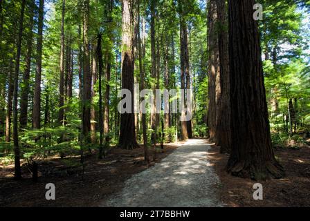 Redwoods Forest Walk im Whakarewarewa Forest in Rotorua, Nordinsel, Neuseeland Stockfoto