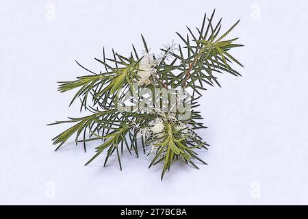Blätter und Blüten des Teebaums (Melaleuca alternifolia) auf weißem Hintergrund Stockfoto