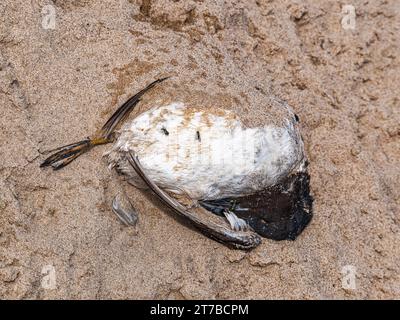 Guillemot, Uria aalge, tot am Cambois Beach, Northumberland, Großbritannien während einer Vogelgrippe-Epidemie. Stockfoto