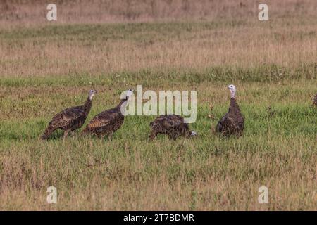 Östliche Wildputen im Norden von Wisconsin Stockfoto