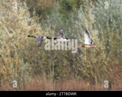 Drei Mallard Enten, Anas platyrhynchos, im Flug mit Bäumen im Hintergrund. Stockfoto