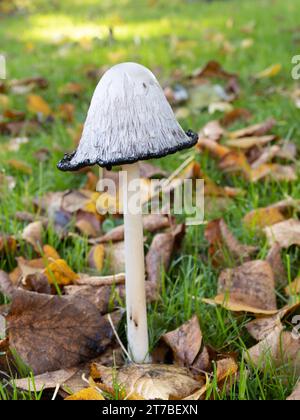 Coprinus comatus, bekannt als zottelige Tintenmütze, Anwaltsperücke oder zotteliger Mähnenpilz. Stockfoto