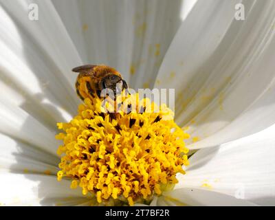 Makrohymenoptera der Gattung Bienen-Vorderansicht auf das Herz der weissen Kosmos-Blüte Stockfoto