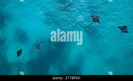 Aus der Vogelperspektive eines Schnorchlers, der im Ozean mit drei Mantarochen schwimmt, Indonesien Stockfoto