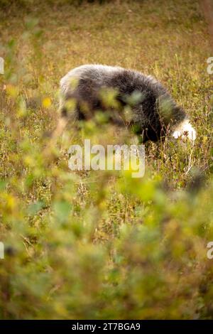 Herdwick-Schafe auf üppigem Grasland in den North Downs weiden Stockfoto