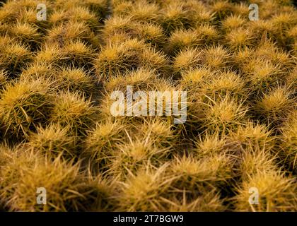 Muster mit Kakteen Echinocereus Scharlach Stockfoto