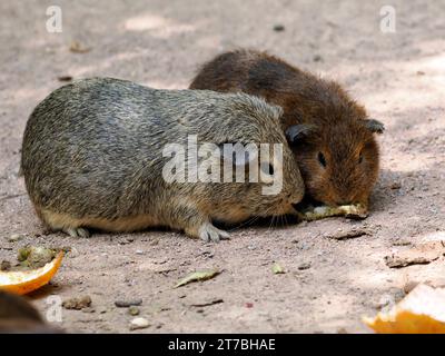 Nahaufnahme zweier Meerschweinchen (Cavia porcellus), die Früchte essen Stockfoto