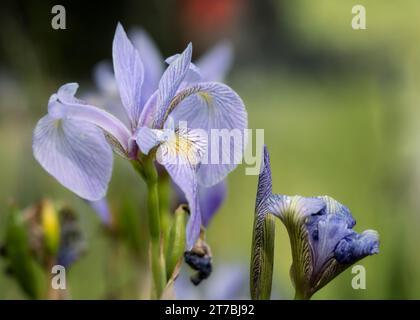 Close Up Blaue Flagge Iris (Iris versicolor) Wildblumenblüte in lila mit schönem Bokeh wächst im Chippewa National Forest im Norden von Minnesota, USA Stockfoto