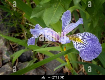 Close Up Blaue Flagge Iris (Iris versicolor) Wildblumenblüte in lila wächst im Chippewa National Forest im Norden von Minnesota, USA Stockfoto