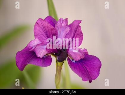 Close Up Blaue Flagge Iris (Iris versicolor) Wildblumenblüte in lila wächst im Chippewa National Forest im Norden von Minnesota, USA Stockfoto