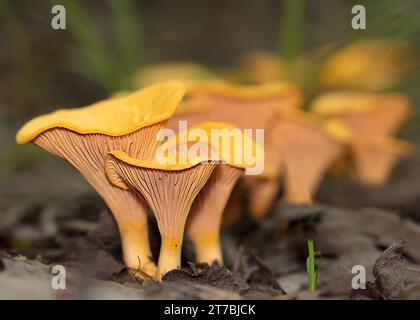 Nahaufnahme eines Chanterelle-Pilzes (Cantharellus) mit schönem Bokeh-Hintergrund, der im Chippewa National Forest im Norden von Minnesota, USA, wächst Stockfoto