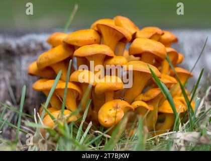 Nahaufnahme einer Gruppe von Jack O'Lantern (Omphalotus olearius) Orangenpilzen, die im Chippewa National Forest im Norden von Minnesota, USA, wachsen Stockfoto