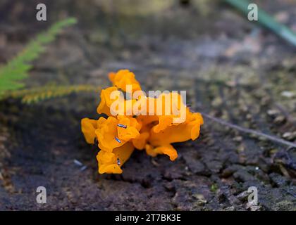 Nahaufnahme von Orangengelee-Pilzen (Dacrymyces palmatus) mit Farnbokeh-Hintergrund, die im Chippewa National Forest im Norden von Minnesota wachsen Stockfoto