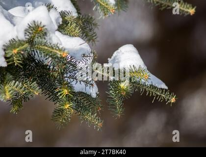 Nahaufnahme einer weißen Fichte (Picea glauca), schneebedeckten Teig, der im Chippewa National Forest im Norden von Minnesota, USA, wächst Stockfoto