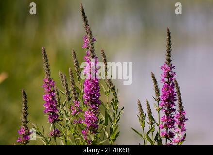 Lila Loosestrife (Lythrum salicaria) lila Wildblume wächst im Chippewa National Forest im Norden von Minnesota, USA Stockfoto