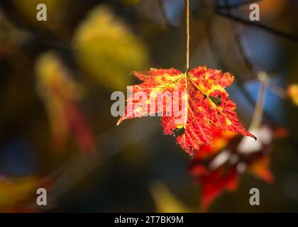 Nahaufnahme eines einzelnen mehrfarbigen Blattes des Sugar Maple (Acer saccharum) im Chippewa National Forest im Norden von Minnesota, USA Stockfoto