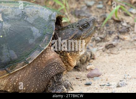 Nahaufnahme einer Schnappschildkröte (Chelydra serpentina), die im Chippewa National Forest im Norden von Minnesota, USA, sonniger Tag ist. Stockfoto