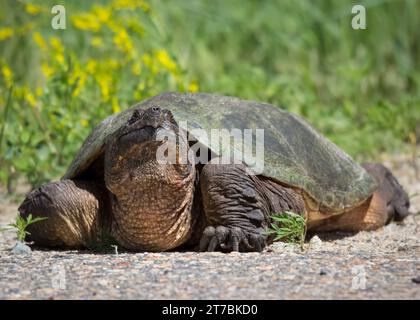 Nahaufnahme einer Schnappschildkröte (Chelydra serpentina), die im Chippewa National Forest im Norden von Minnesota, USA, sonniger Tag ist. Stockfoto