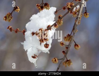 Nahaufnahme eines Silver Maple (Acer saccharinum) entspringt schneebedeckte Zweige mit blühenden Knospen im Norden von Minnesota, USA Stockfoto