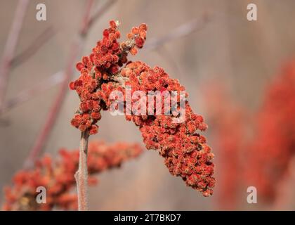 Nahaufnahme des Staghorn Sumac (Rhus typhina) Baumes mit fruchtigen Beeren/Samen, die im Chippewa National Forest im Norden von Minnesota, USA, in Nizza Bokeh wachsen Stockfoto