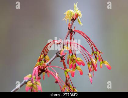 Nahaufnahme von Sugar Maple (Acer saccharum) Frühlingsknospen, die sich im Chippewa National Forest im Norden von Minnesota, USA, zu Samen entwickeln Stockfoto