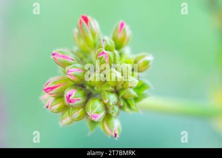 Rote Blütenknospen einer Geranie, bereit zum Öffnen. Stockfoto