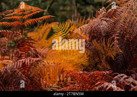 Trockene Farne in einem Wald im Herbst Stockfoto