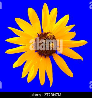 Eine wunderschöne und auffällige jährliche Sonnenblume oder Helianthus auf blauem Hintergrund, die von zwei Bienen und einer winzigen Spinne auf einem heißen und trockenen Spätsommerachter besucht wird Stockfoto