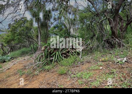 Eine Landschaft mit Drachenfruchtkakteen, toten Bäumen, Ponytail Palmen, Aloe Vera Pflanzen, Gräsern und weißen Bleibäumen im Koko Crater Botanical Garden, Ho Stockfoto