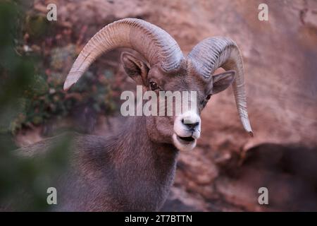 Zions Dickhornschafe in der Wüste Stockfoto