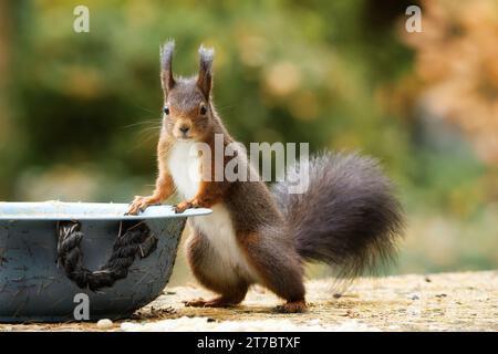 Ein Eichhörnchen steht lässig aufrecht an einer Schüssel und schaut in die Kamera Stockfoto