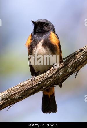 Nahaufnahme eines männlichen amerikanischen Redstartvogels auf diagonalem Rebzweig Stockfoto