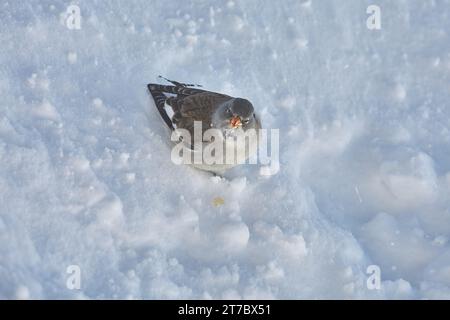 Vogel, der im Winter nach Nahrung sucht, weißgeflügelter Schneeschinke Stockfoto