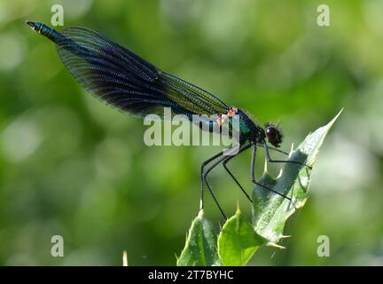 Männliche Banded Demoiselle (Calopteryx splendens) im Brockholes Nature Reserve, Lancashire Stockfoto