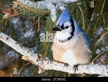 Digitales Ölgemälde eines Blauhähnechens (Cyanocitta cristata), der auf einem Birkenzweig thront und Schneepinienzweige als Hintergrund Stockfoto