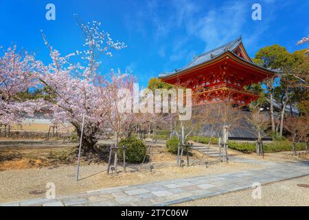 Kyoto, Japan - März 31 2023: Ninnaji ist einer von Kyoto's großen Tempeln, die zum Weltkulturerbe gehören und berühmt für Omuro-Kirschen, spätblühende Kirschen sind Stockfoto
