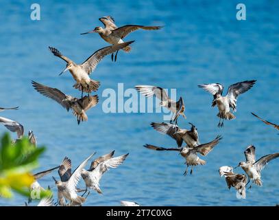 Eine Schar von Wasservögeln im Flug nahe der Küste. Queensland, Australien. Stockfoto