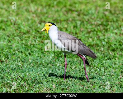 Ein maskierter Kiebitz (Vanellus Miles), der auf grünem Gras läuft. Queensland, Australien. Stockfoto