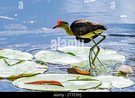 Eine Kamm-Kamm-Jacana (Irediparra gallinacea), die auf Seerosenpads läuft. Beachten Sie die unglaublich langen Zehen. Queensland, Australien. Stockfoto