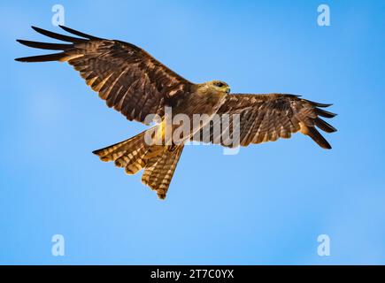 Ein schwarzer Drachen (Milvus migrans), der in blauem Himmel aufsteigt. Queensland, Australien. Stockfoto