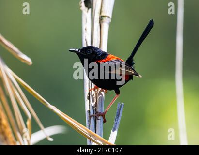Ein männlicher Rotwein (Malurus melanocephalus), der auf Schilf thront. Queensland, Australien. Stockfoto
