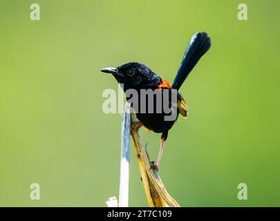 Ein männlicher Rotwein (Malurus melanocephalus), der auf Schilf thront. Queensland, Australien. Stockfoto