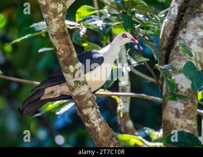 Eine weißköpfige Taube (Columba leucomela), die auf einem Ast thront. Queensland, Australien. Stockfoto