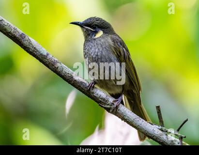 Ein Lewin's Honeyeater (Meliphaga lewinii), der auf einer Bank thront. Queensland, Australien. Stockfoto