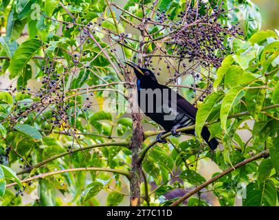 Ein männlicher Victoria's Riflebird (Ptiloris victoriae), der sich von Früchten ernährt. Queensland, Australien. Stockfoto