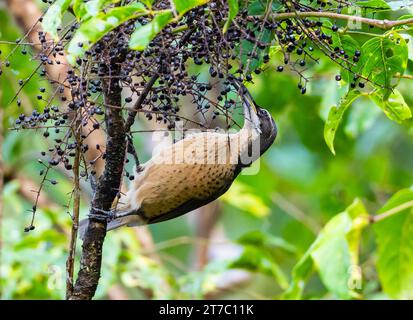 Ein weibliches Victoria's Riflebird (Ptiloris victoriae), das sich von Früchten ernährt. Queensland, Australien. Stockfoto