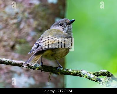 Ein weiblicher Goldener (Pachycephala pectoralis), der auf einem Ast thront. Queensland, Australien. Stockfoto