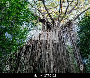 Massives Wurzelsystem eines riesigen grünen Strangler-Feigenbaums (Ficus virens) im Curtain Fig National Park, Queensland, Australien. Stockfoto