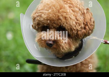 Süßer Maltipoo-Hund mit elisabethanischem Kragen draußen, Nahaufnahme Stockfoto