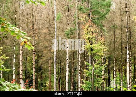 Wald beschädigt, Dürre, Oktober, Deutschland Stockfoto